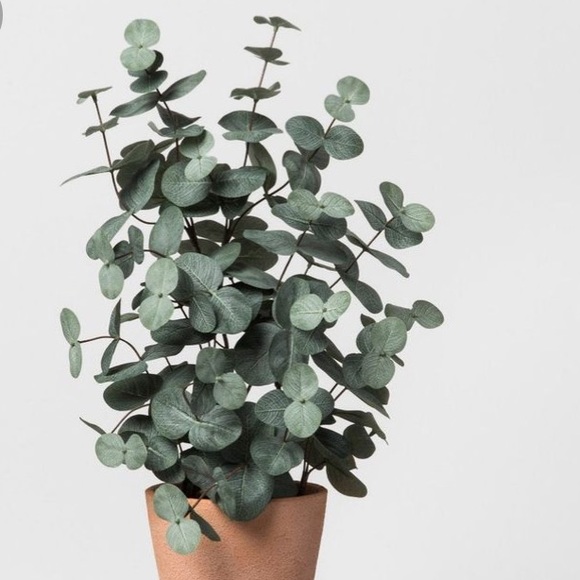 🌱RESTOCKED🌱Real Silver Dollar Eucalyptus-Dried - Picture 2 of 10